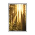 AFFICHE LEVER DE SOLEIL DANS LA FORÊT - NATURE - AFFICHES