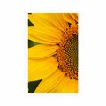 POSTER GELBE SONNENBLUME - BLUMEN - POSTER