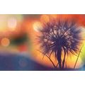 CANVAS PRINT BRIGHT DANDELION - PICTURES FLOWERS - PICTURES