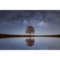 SELF ADHESIVE WALL MURAL STARRY SKY ABOVE A LONELY TREE - SELF-ADHESIVE WALLPAPERS - WALLPAPERS