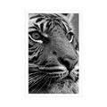 BENGAL TIGER POSTER IN BLACK AND WHITE - BLACK AND WHITE - POSTERS