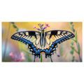 OBRAZ PESTROBAREVNÝ MOTÝL V PŘÍRODĚ - OBRAZY MOTÝLI - OBRAZY