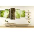 5-PIECE CANVAS PRINT TREE TRUNK - PICTURES OF NATURE AND LANDSCAPE - PICTURES