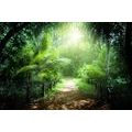 WALL MURAL PATH ON THE ISLAND OF SEYCHELLES - WALLPAPERS NATURE - WALLPAPERS