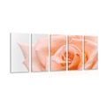 5 PART PICTURE PINK IN PEACH SHADE - PICTURES FLOWERS{% if kategorie.adresa_nazvy[0] != zbozi.kategorie.nazev %} - PICTURES{% endif %}