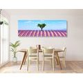 CANVAS PRINT PROVENÇAL LAVENDER FIELD - PICTURES OF NATURE AND LANDSCAPE - PICTURES