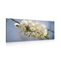 CANVAS PRINT BLOSSOMING CHERRY BRANCH - PICTURES FLOWERS - PICTURES