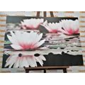 CANVAS PRINT LOTUS FLOWER - PICTURES FLOWERS - PICTURES