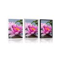 POSTER PINK LOTUS FLOWER - FLOWERS - POSTERS