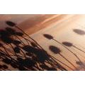 CANVAS PRINT GRASS BLADES ON A FIELD - PICTURES OF NATURE AND LANDSCAPE - PICTURES