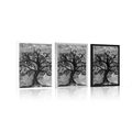 POSTER BLACK AND WHITE TREE OF LIFE - BLACK AND WHITE - POSTERS