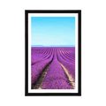 POSTER WITH MOUNT ENDLESS LAVENDER FIELD - NATURE - POSTERS