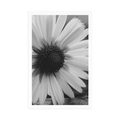 POSTER BEAUTIFUL DAISY IN BLACK AND WHITE - BLACK AND WHITE - POSTERS