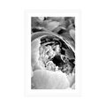 POSTER WITH MOUNT BLACK AND WHITE FLOWER PETALS - BLACK AND WHITE - POSTERS