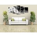 5-PIECE CANVAS PRINT FLUFFY DANDELION IN BLACK AND WHITE - BLACK AND WHITE PICTURES - PICTURES