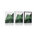 POSTER ENCHANTING MONSTERA LEAF - FLOWERS - POSTERS