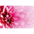 SELF ADHESIVE WALLPAPER PINK FLOWER - SELF-ADHESIVE WALLPAPERS - WALLPAPERS