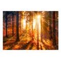 SELF ADHESIVE WALLPAPER FOREST IN AUTUMN - WALLPAPERS{% if product.category.pathNames[0] != product.category.name %} - WALLPAPERS{% endif %}