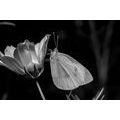 CANVAS PRINT BUTTERFLY ON A FLOWER IN BLACK AND WHITE - BLACK AND WHITE PICTURES{% if product.category.pathNames[0] != product.category.name %} - PICTURES{% endif %}