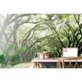 WALL MURAL TREES IN EMBRACE - WALLPAPERS NATURE - WALLPAPERS