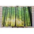 CANVAS PRINT LUSH GREEN FOREST - PICTURES OF NATURE AND LANDSCAPE - PICTURES