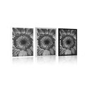 AFFICHE GERBERA EN NOIR ET BLANC - NOIR ET BLANC - AFFICHES