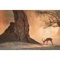 SELF ADHESIVE WALL MURAL AFRICAN ANTELOPE - SELF-ADHESIVE WALLPAPERS - WALLPAPERS