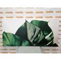 CANVAS PRINT MONSTERA LEAF - STILL LIFE PICTURES - PICTURES