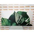 WANDBILD MONSTERA-BLATT - STILLLEBEN-BILDER - BILDER