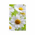 POSTER SPRING MEADOW FULL OF FLOWERS - FLOWERS - POSTERS