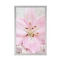 POSTER PINK LILY AND ZEN STONES - FENG SHUI - POSTERS