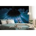 WALL MURAL BLUE GERBERA - WALLPAPERS FLOWERS - WALLPAPERS