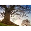 STAMPA SU TELA – SIMBIOSI DEGLI ALBERI - QUADRI DI NATURA E PAESAGGIO - STAMPE E QUADRI
