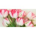 CANVAS PRINT TULIPS WITH A SPRING TOUCH - PICTURES FLOWERS - PICTURES