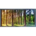 5-PIECE CANVAS PRINT SUNNY MORNING IN THE FOREST - PICTURES OF NATURE AND LANDSCAPE - PICTURES