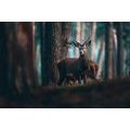 SELF ADHESIVE WALL MURAL DEER IN THE FOREST - SELF-ADHESIVE WALLPAPERS - WALLPAPERS