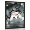 POSTER – MAGNOLIA CHE SI RISVEGLIA - FIORI - POSTER