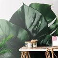 SELF ADHESIVE WALL MURAL MONSTERA LEAF - SELF-ADHESIVE WALLPAPERS - WALLPAPERS