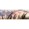 CANVAS PRINT SPIKES OF LONG GRASS - PICTURES OF NATURE AND LANDSCAPE - PICTURES