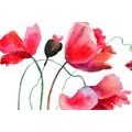 CANVAS PRINT UNIQUE POPPY FLOWERS - PICTURES FLOWERS - PICTURES