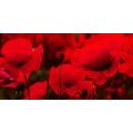 CANVAS PRINT BEAUTIFUL FIELD OF POPPIES - PICTURES FLOWERS - PICTURES