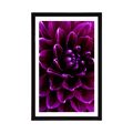 POSTER MIT PASSEPARTOUT PURPURROTE-LILA BLUME - BLUMEN - POSTER