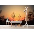 WALL MURAL GRASS BLADES AT SUNSET - WALLPAPERS NATURE - WALLPAPERS