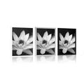 POSTER BLACK AND WHITE WATER LILY - BLACK AND WHITE - POSTERS