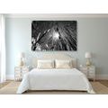 CANVAS PRINT FIELD GRASS IN BLACK AND WHITE - BLACK AND WHITE PICTURES - PICTURES