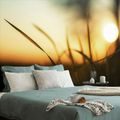 WALL MURAL SUNSET IN THE GRASS - WALLPAPERS NATURE - WALLPAPERS