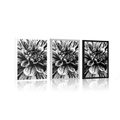 POSTER EXOTIC DAHLIA IN BLACK AND WHITE - BLACK AND WHITE - POSTERS