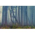 FOTOTAPETA TAJEMNÝ LES - TAPETY PŘÍRODA - TAPETY