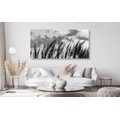 CANVAS PRINT GRASS IN BLACK AND WHITE - BLACK AND WHITE PICTURES - PICTURES