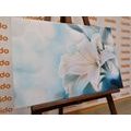 CANVAS PRINT WHITE LILY FLOWER ON AN ABSTRACT BACKGROUND - PICTURES FLOWERS - PICTURES